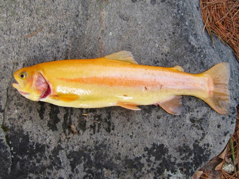 fishing planet unique colorado golden trout