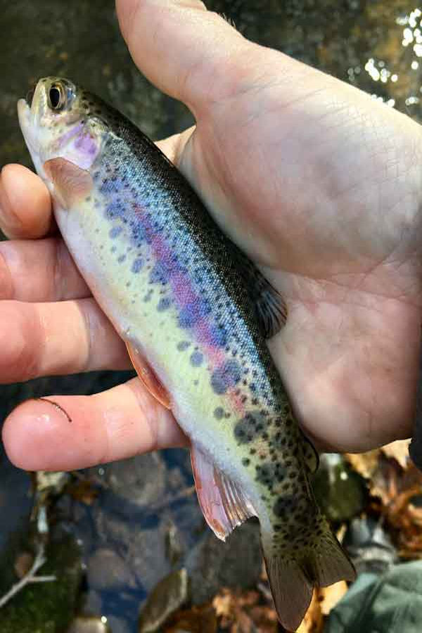 Growing Up at Watoga - Fishing for Wild Rainbow Trout 